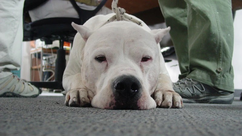 Aftersun Film Club: Bombón: El&nbsp;Perro